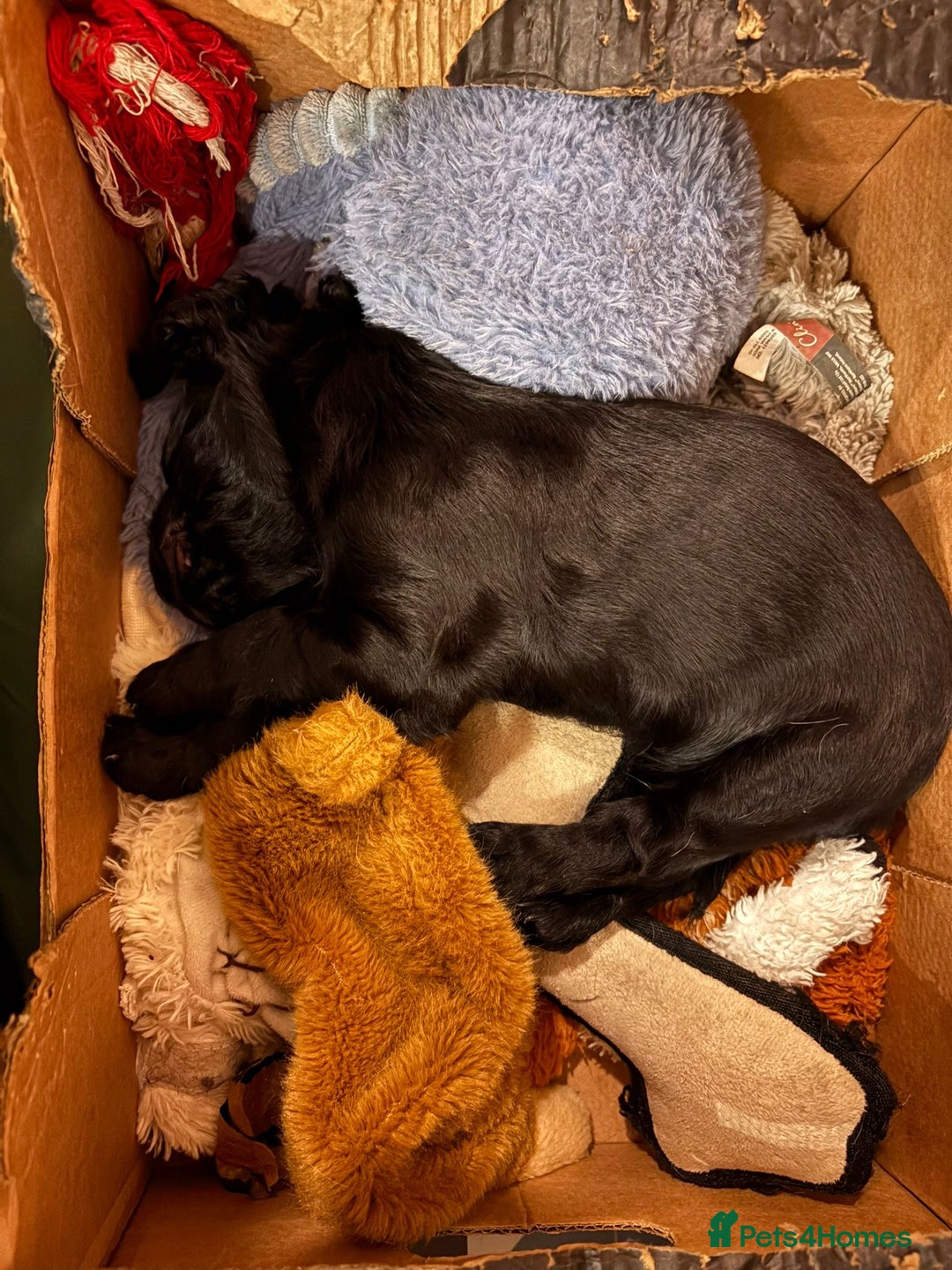 Cocker Spaniel dogs for sale: Working Cocker Spaniel puppy - Available now - Advert 8