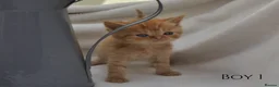 Persian cats for sale: Adorable Purebred Persian Kittens!!! - Advert 6