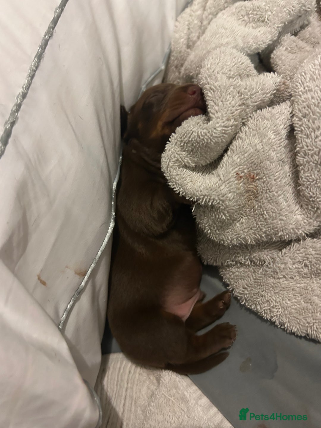 Dachshund dogs for sale: Mini daushound pups 3 available 2 boys and 1 girl - Advert 2