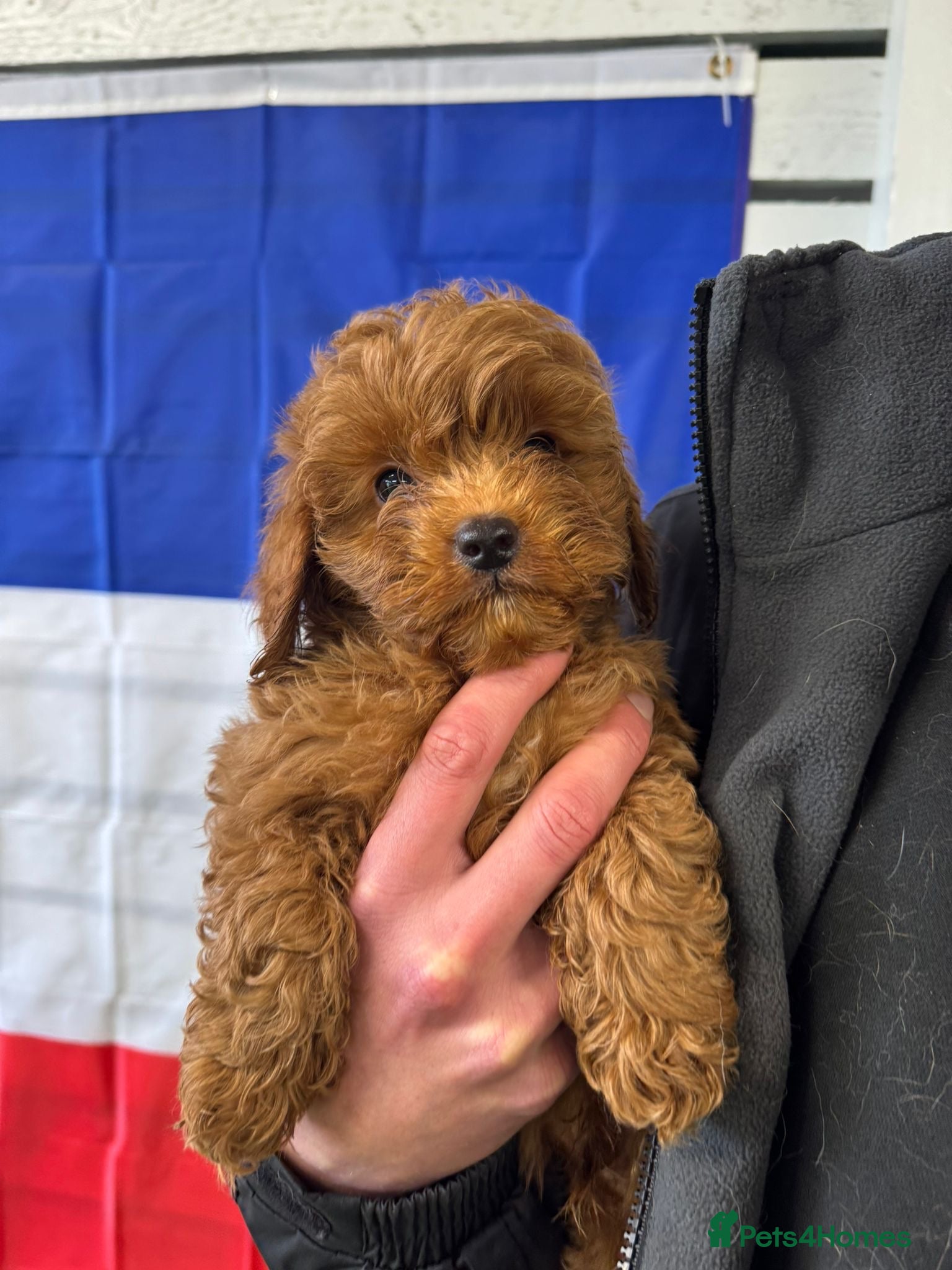 Cavapoo dogs Advanced traied cavapoo  - Advert 4