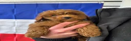 Cavapoo dogs for sale: Advanced traied cavapoo  - Advert 1