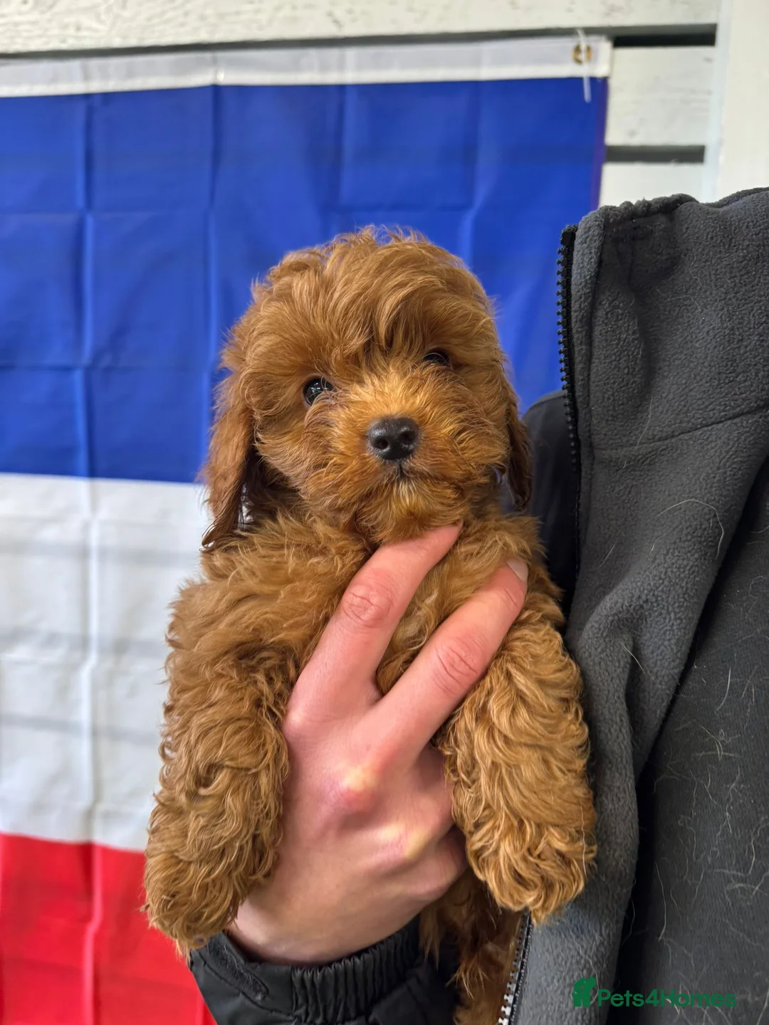 Cavapoo dogs for sale: Advanced traied cavapoo  - Advert 1