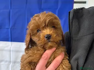 Cavapoo dogs Advanced traied cavapoo - Advert 5