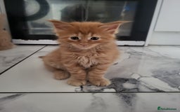 Maine Coon cats for sale: Beautiful Maine coon kitten boys - Image 6