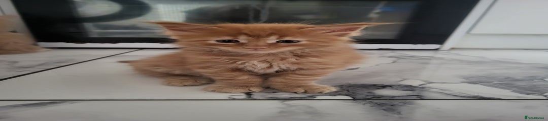 Ginger boy
