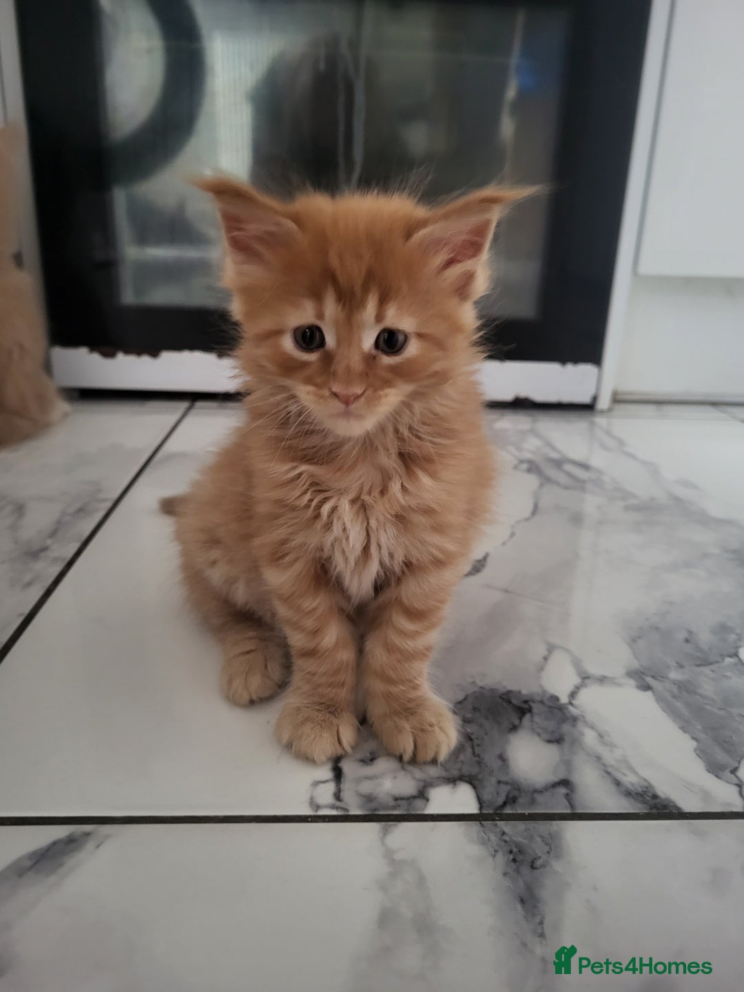 Maine Coon cats for sale: Beautiful Maine coon kitten boys - Image 6