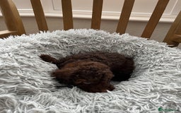 Toy Poodle dogs for sale: Toy Poodle Puppies  - Image 10