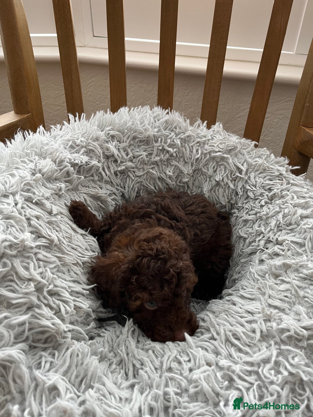 Toy Poodle dogs for sale: Toy Poodle Puppies  - Image 10