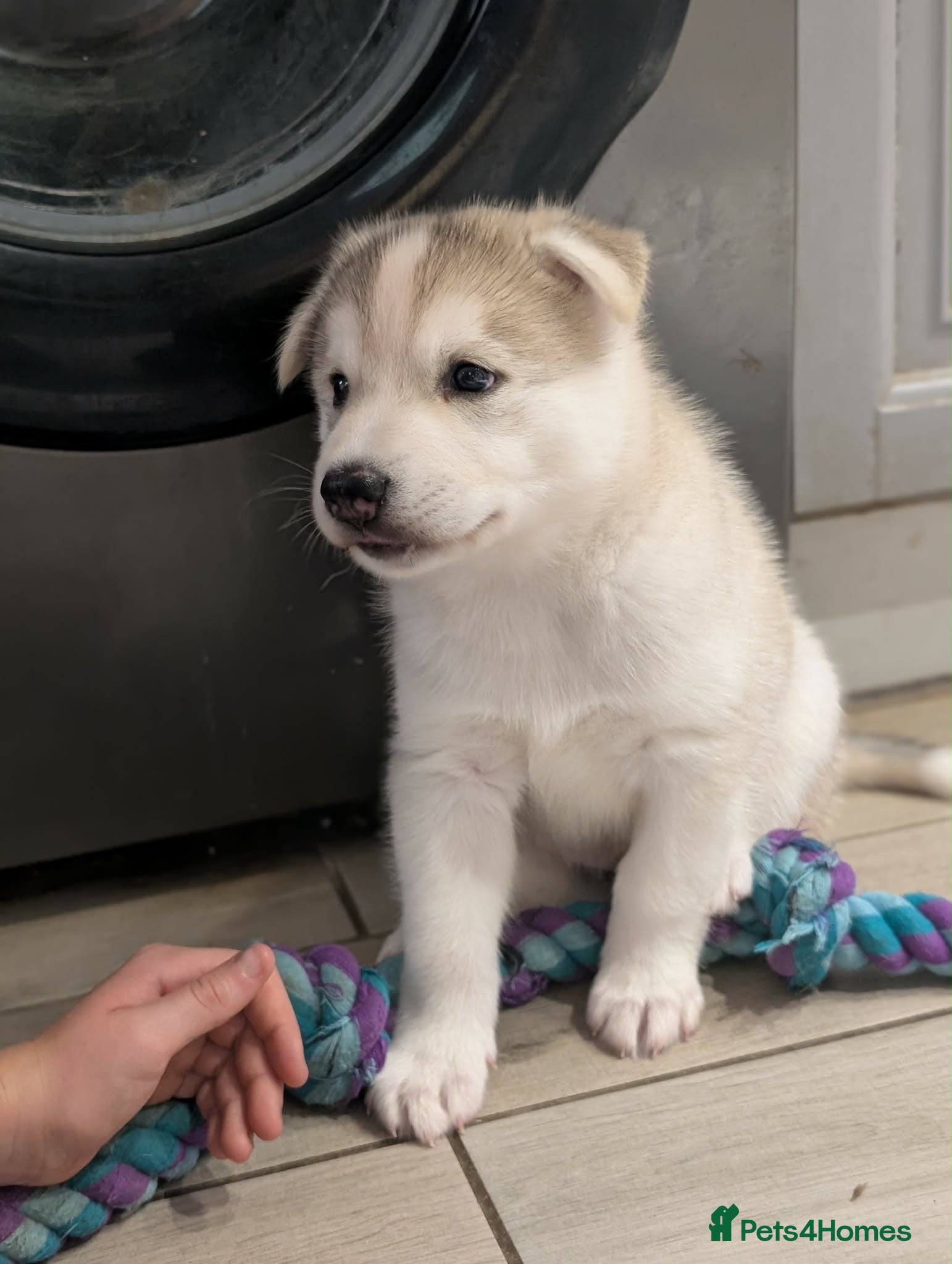 Saarloos Wolfdog dogs Amazing Low Content Wolfdog Puppy  - Advert 1