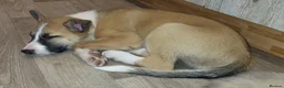 Border Collie dogs for sale: 3 boys, 1 girl in Wellingborough - Advert 6
