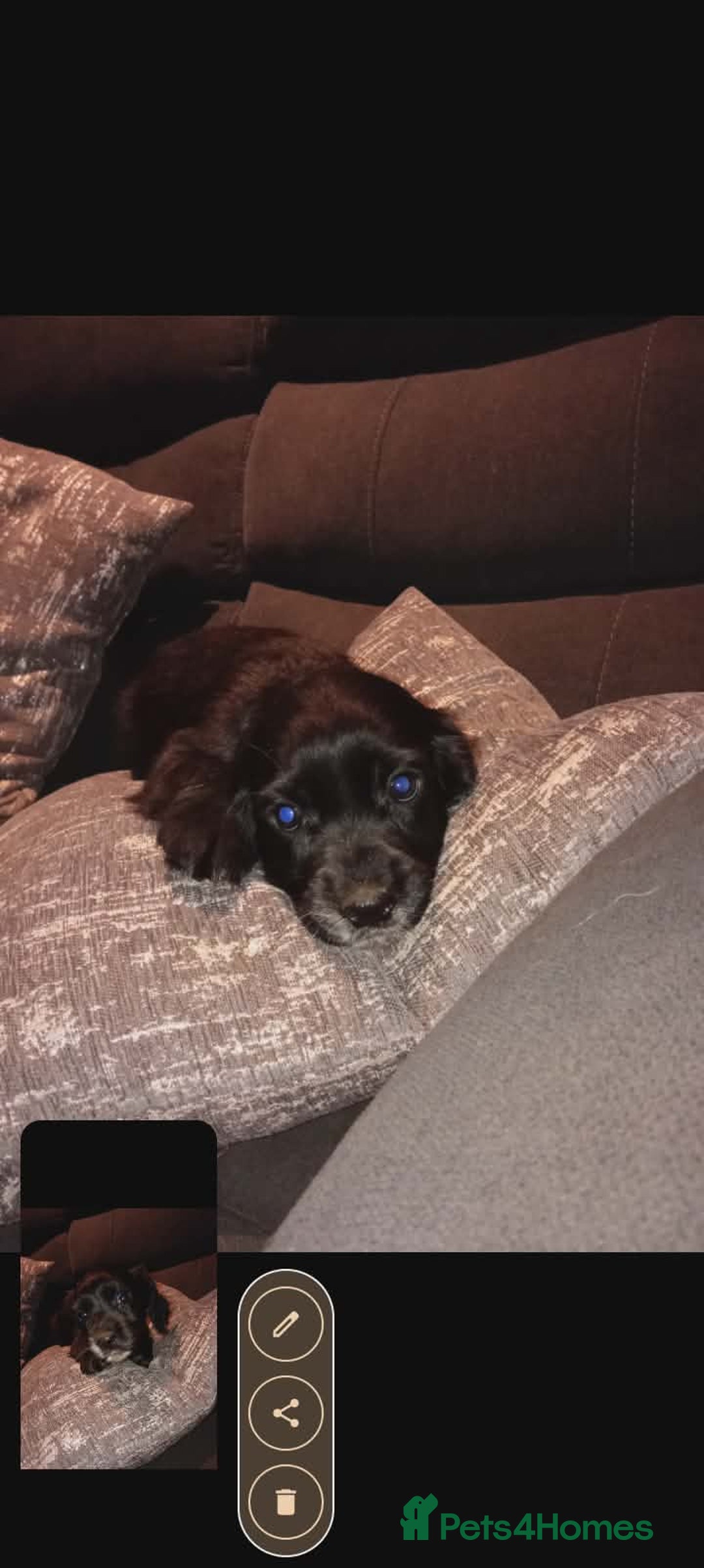 Cocker Spaniel dogs for sale: Working cocker spaniel pups  - Advert 3