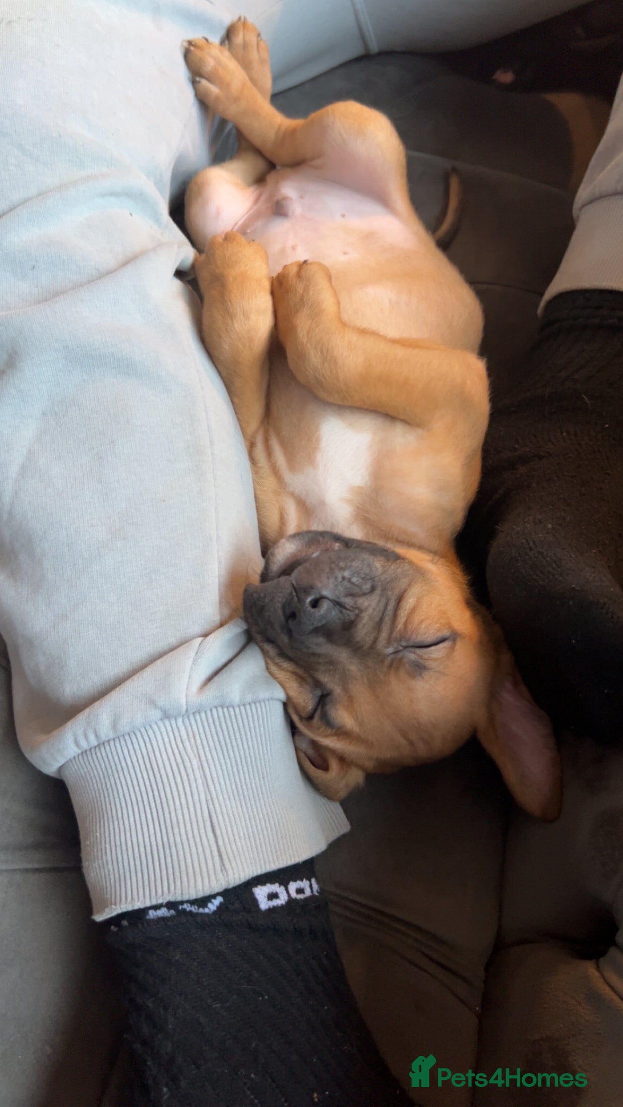 Mixed Breed dogs Beautiful pups ready 24/12 - Advert 14