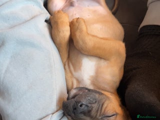 Mixed Breed dogs Beautiful pups ready 24/12 - Advert 14