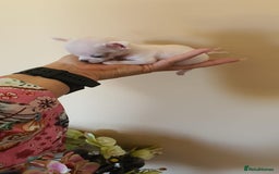 Chihuahua dogs for sale: Adorable 🐶🥰 Mini Girl Available  - Image 5