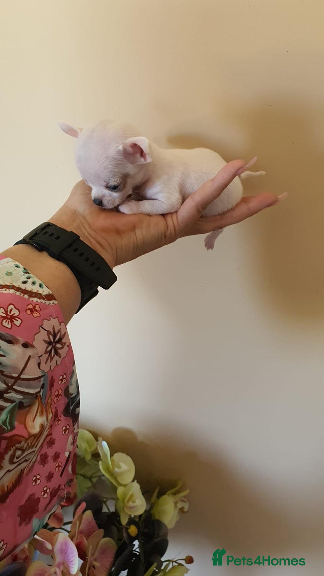 Chihuahua dogs for sale: Adorable 🐶🥰 Mini Girl Available  - Image 5