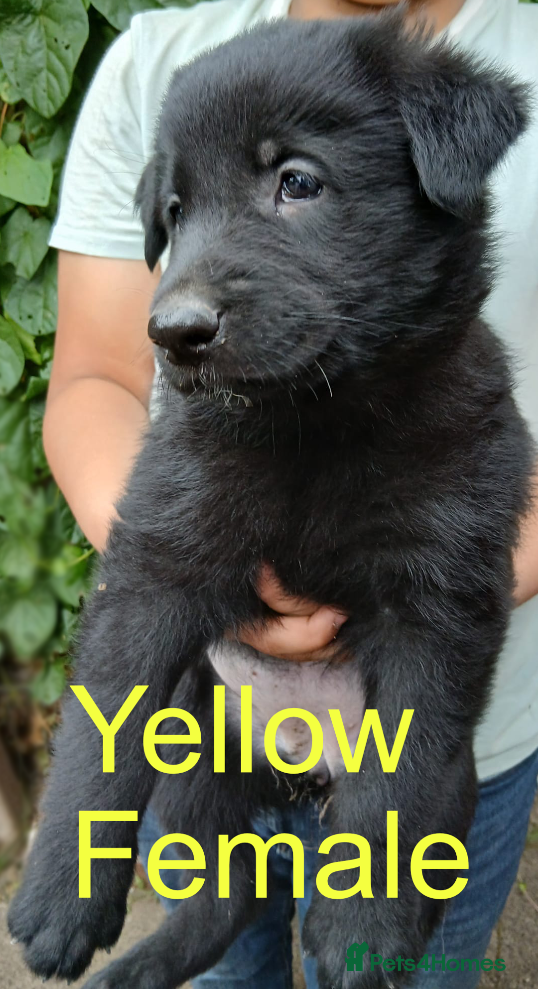 German Shepherd dogs for sale: Big Boned Chunky German Shepherd Puppies - Image 9