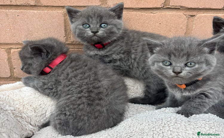 British Shorthair cats - Advert 2