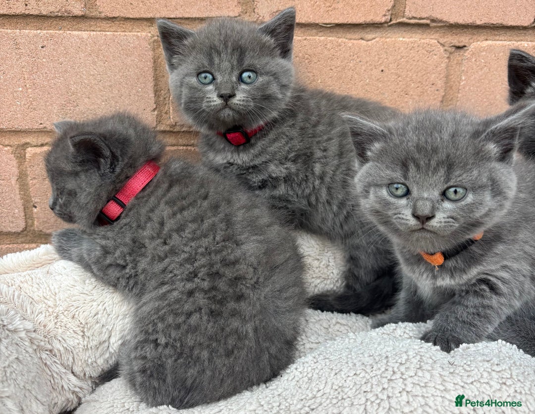 British Shorthair cats for sale: 5. british Blue Cross kittens - Image 1