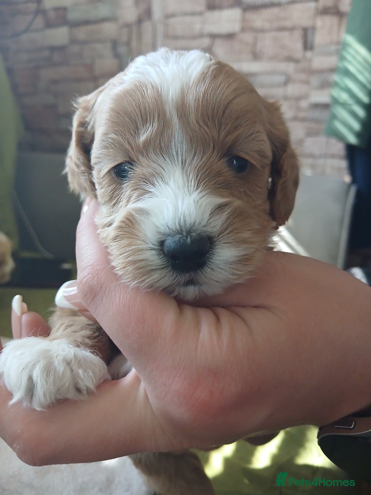 Havapoo dogs 4 lovely havapoos,3 girls1 boy-1 girl is reserved - Advert 2