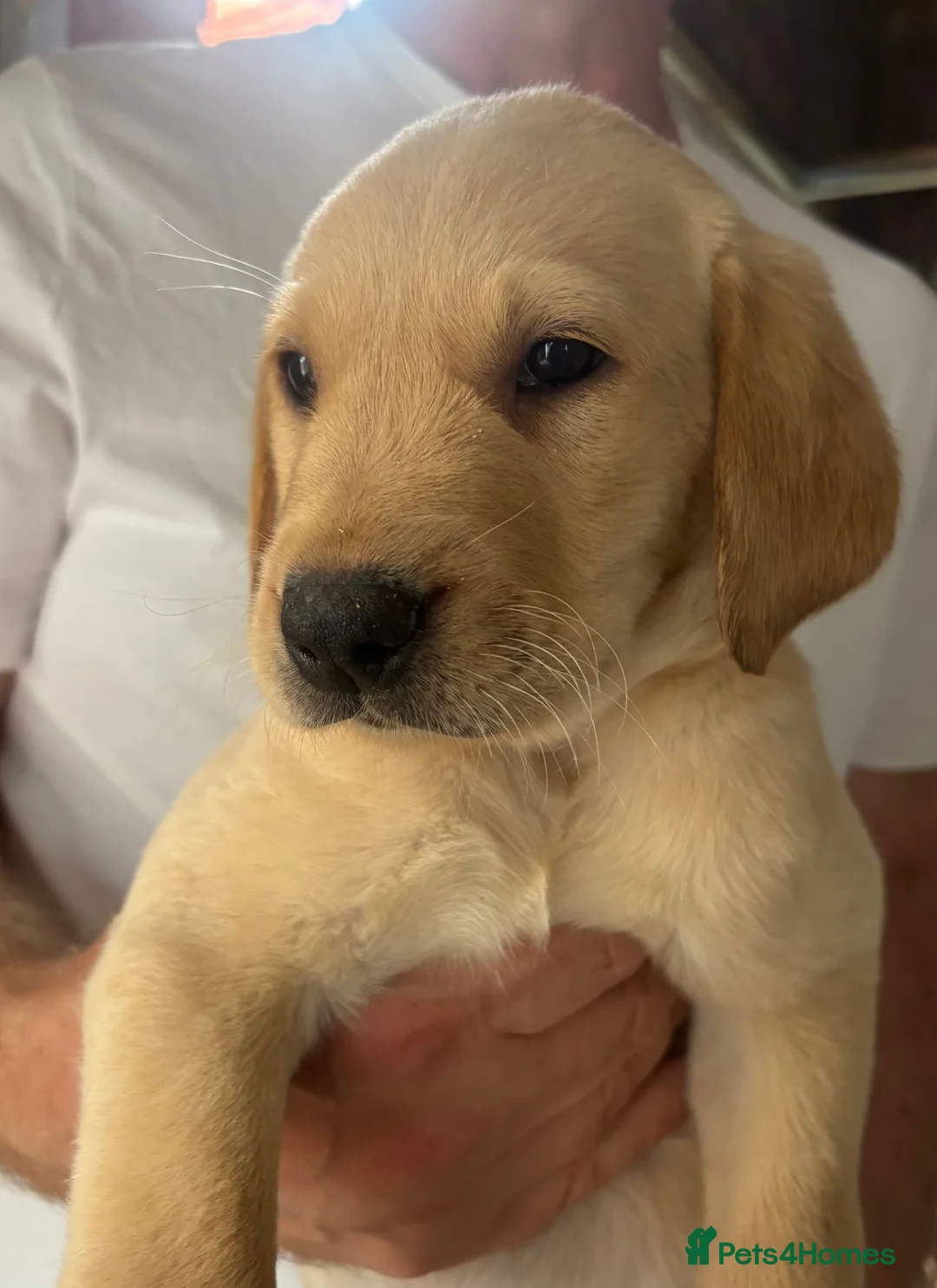 Labrador Retriever dogs for sale: Kind Natured Loving Boy in Daventry - Advert 10