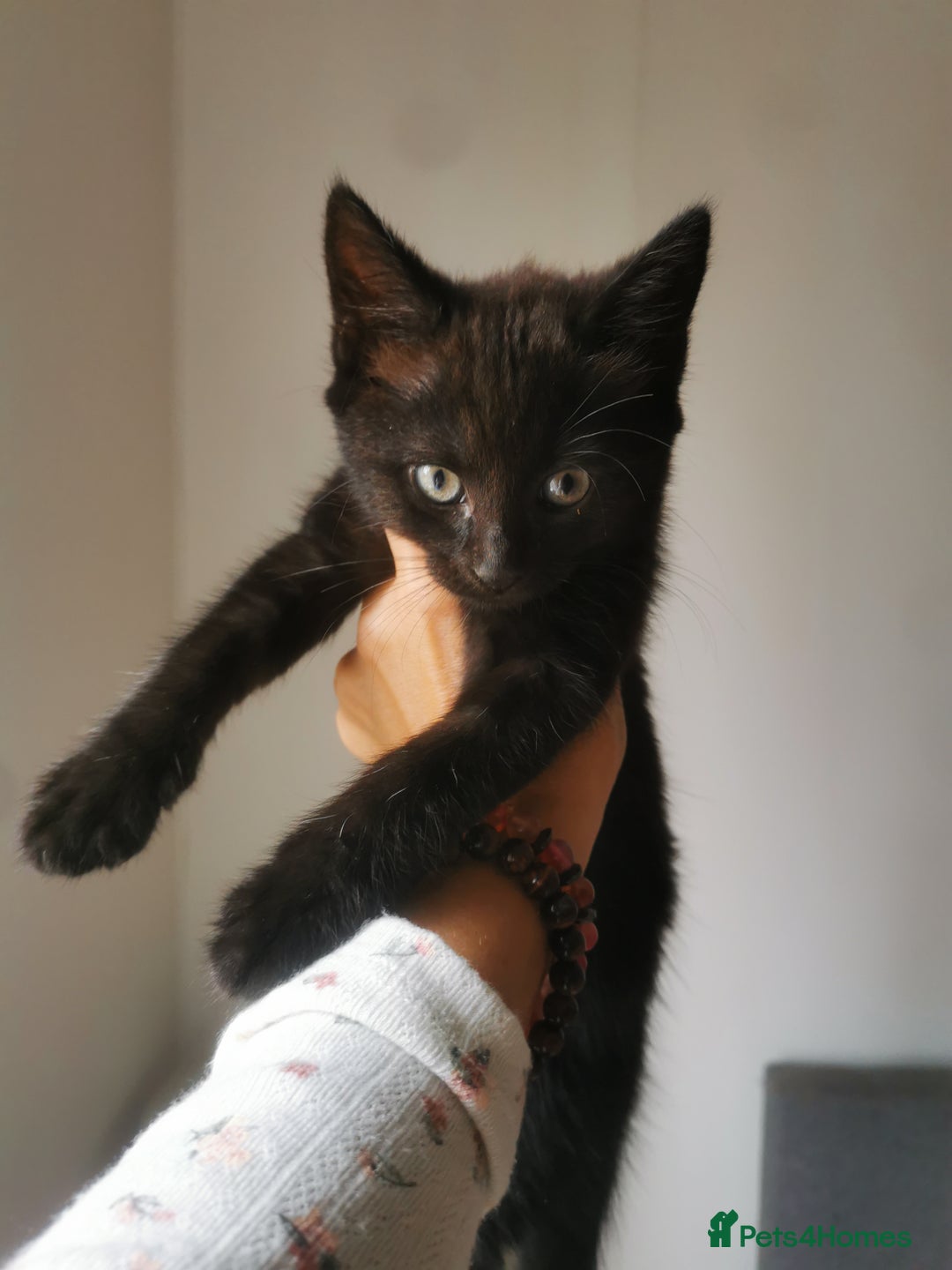 Bombay cats for sale: 6 beautiful Bombay kittens  - Image 5