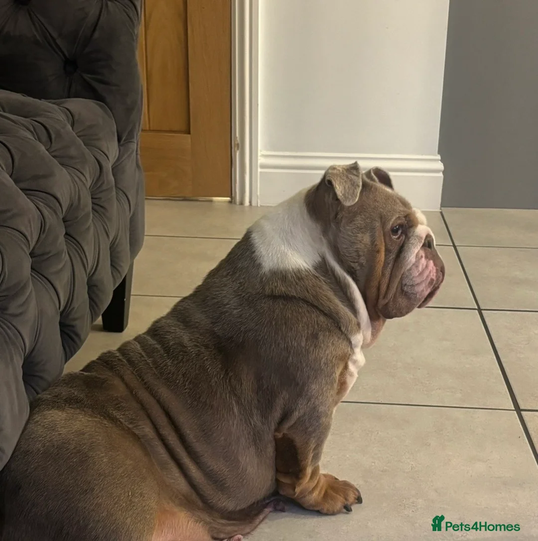 English Bulldog dogs for sale: English bulldog  - Advert 1