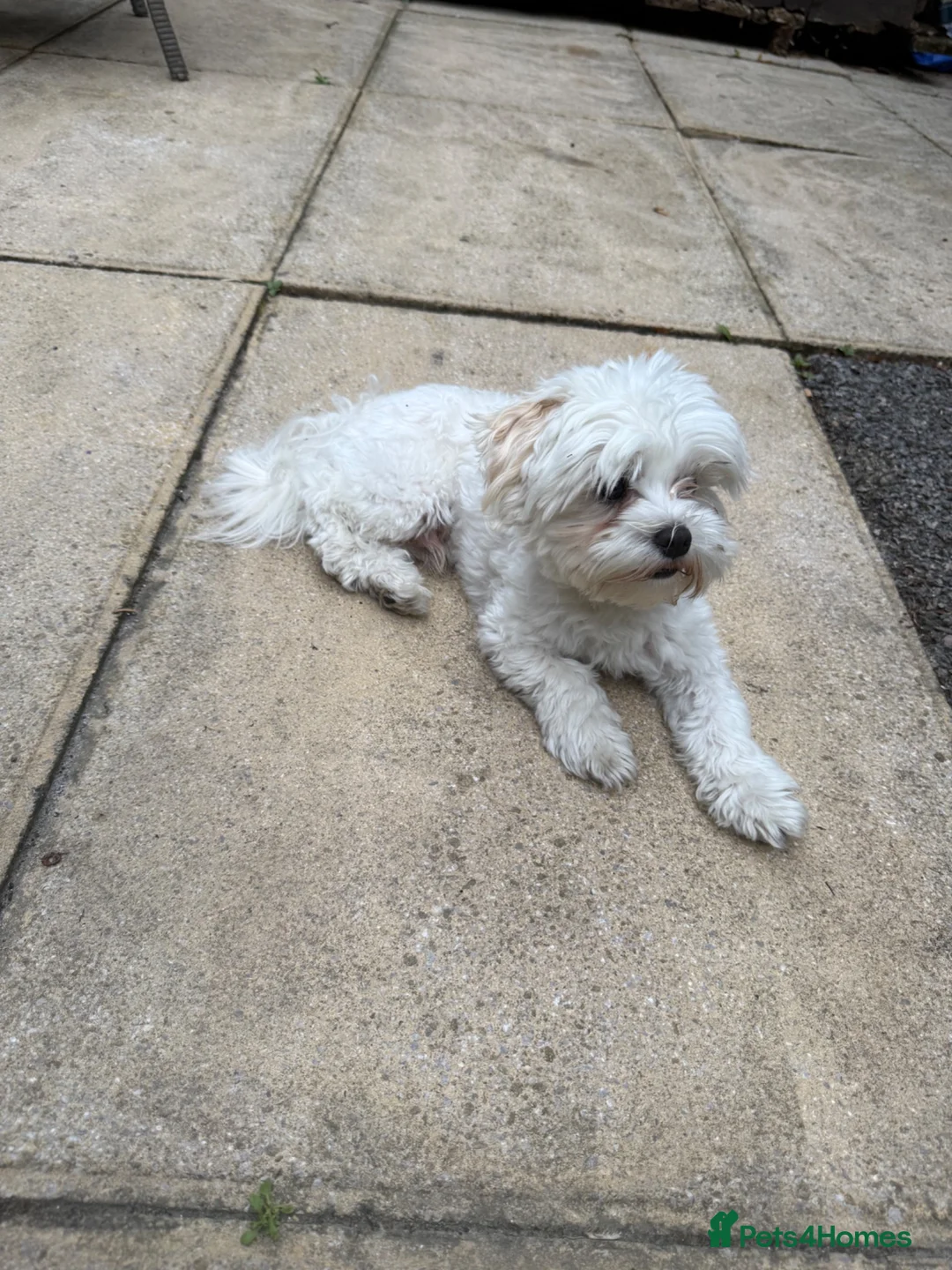 Maltipoo dogs for stud: Maltipoo for stud in Slough - Advert 2