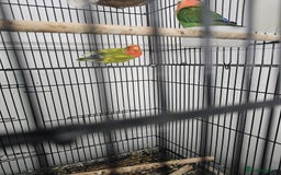 Lovebirds birds for sale: 3 baby lovebirds for sale - Image 4
