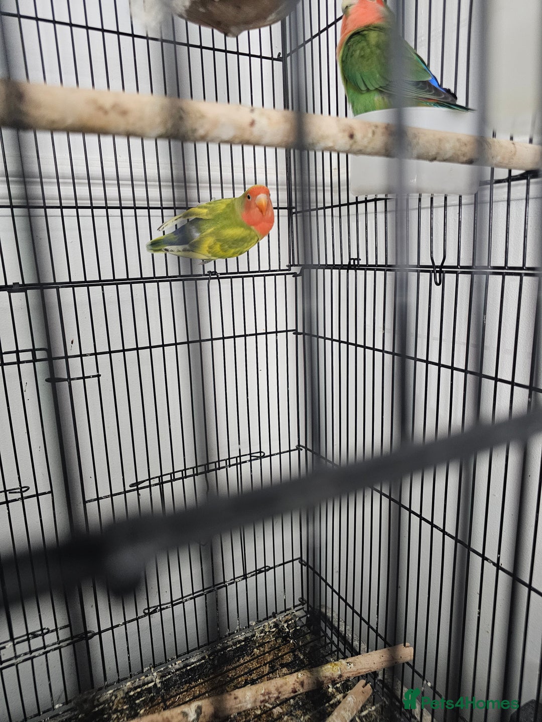 Lovebirds birds for sale: 3 baby lovebirds for sale - Image 4