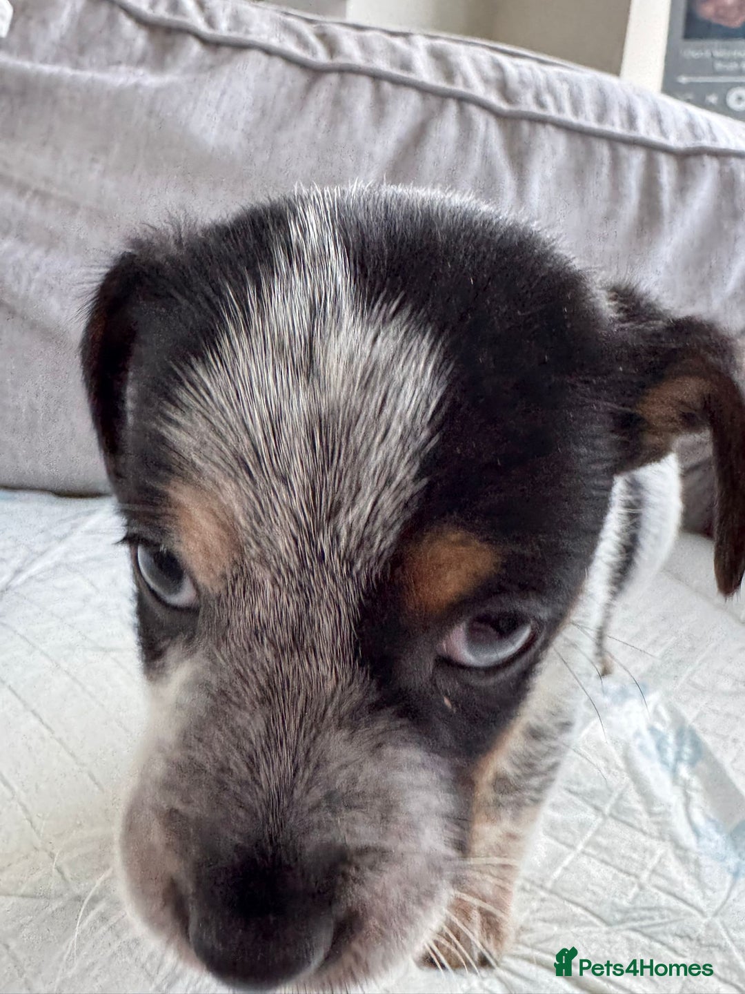 Mixed Breed dogs for sale: cavalier king charles X jack russell puppies  - Advert 7