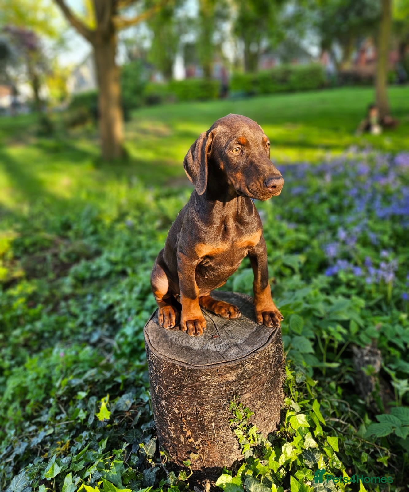 Dobermann dogs 🔥Ready Now Top Quality 🏆 KC Registered Pup's 🐾 - Advert 5