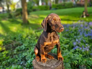 Dobermann dogs 🔥Ready Now Top Quality 🏆 KC Registered Pup's 🐾 - Advert 5