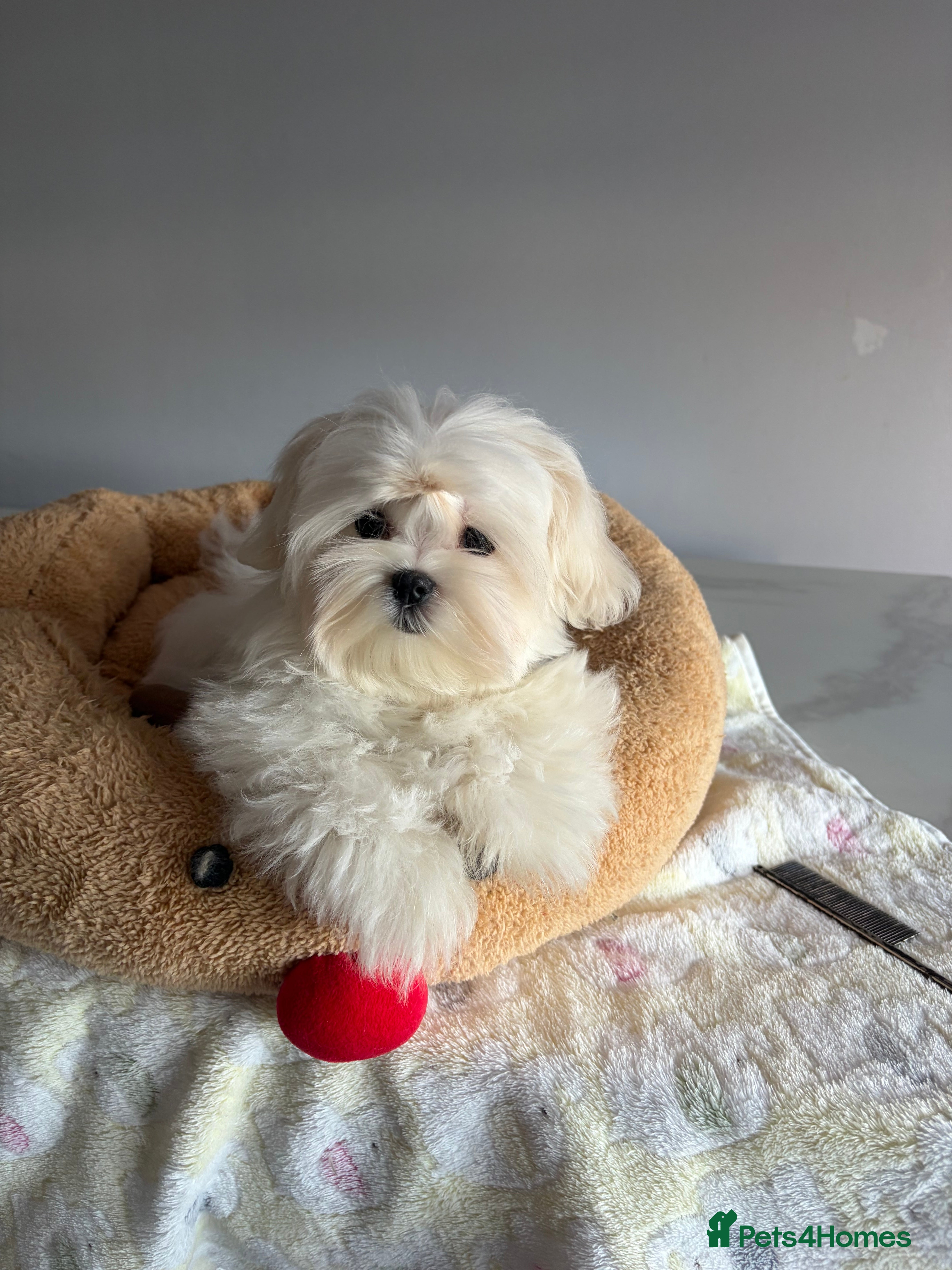 Maltese dogs 💎Last boy 💎 Maltese Korean puppy - Advert 15