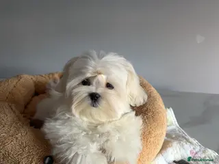 Maltese dogs 💎Last boy 💎 Maltese Korean puppy - Advert 15