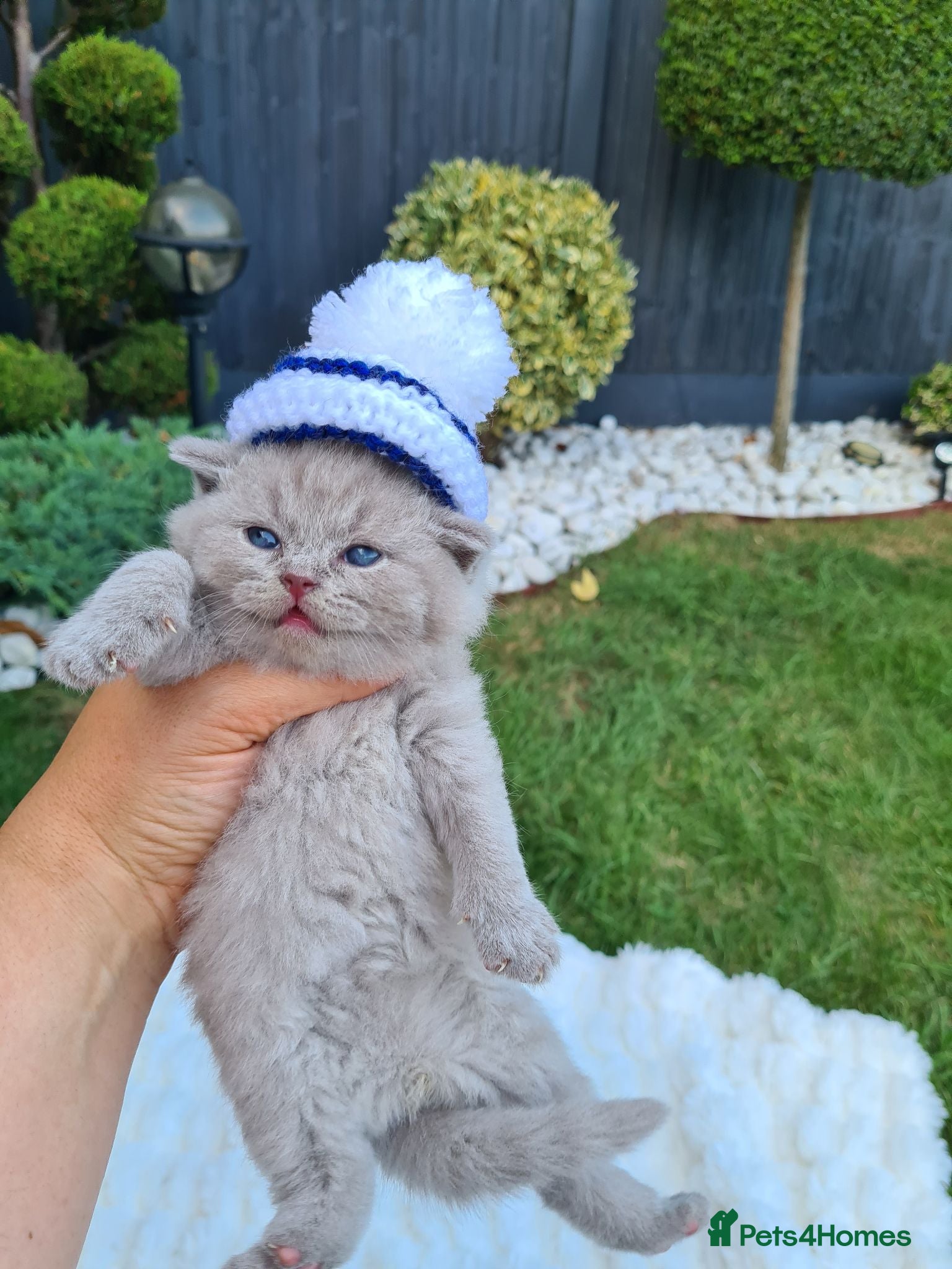 British Shorthair cats Lovely kittens looking for new home - Advert 1