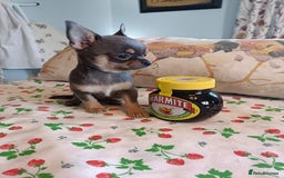 Chihuahua dogs for sale: Tiny Chihuahua puppies - Image 1