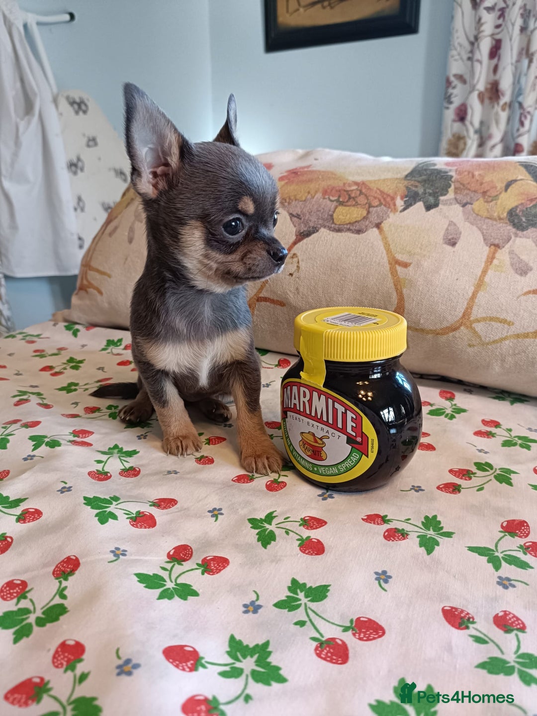 Chihuahua dogs for sale: Tiny Chihuahua puppies - Image 1