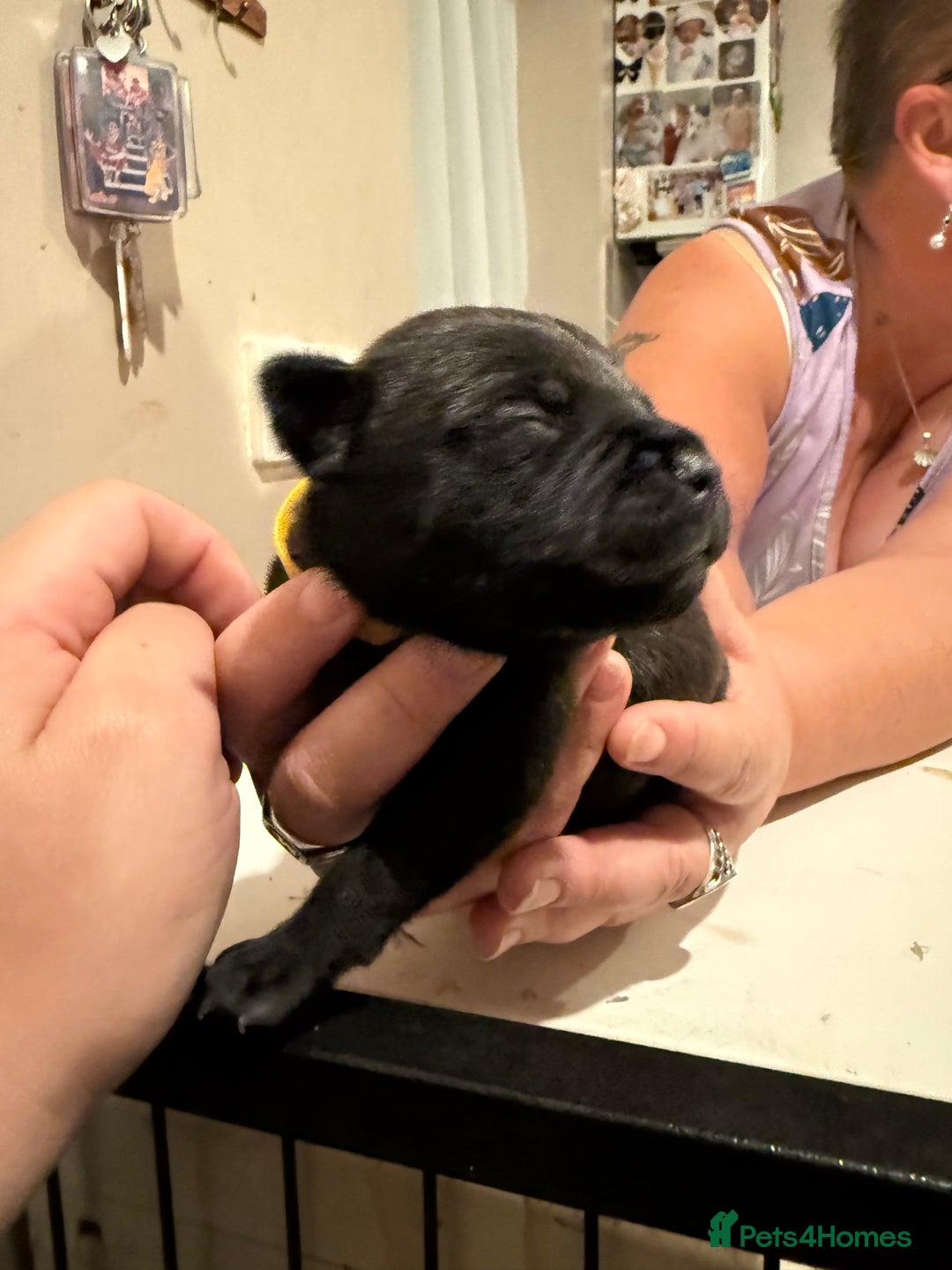 Staffordshire Bull Terrier dogs for sale: Staffordshire Bull Terrier Puppies for Sale - Advert 6