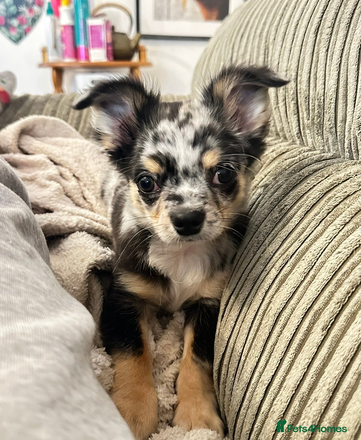 Gizmo