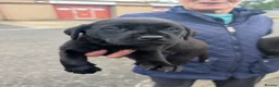 Labrador Retriever dogs for sale: Labrador Puppies  - Advert 8