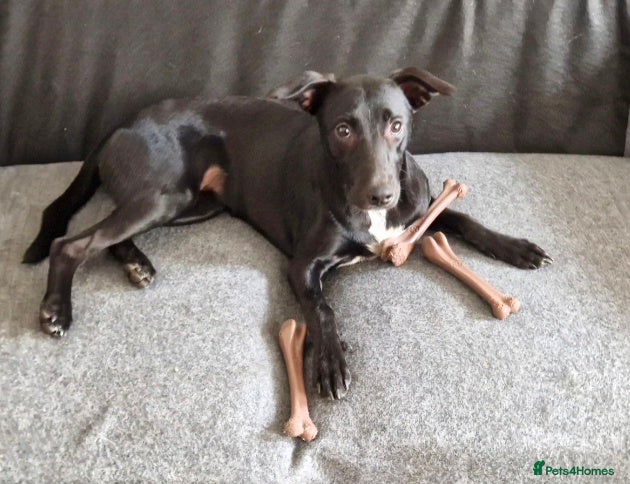 Mixed Breed dogs Collie x whippet - Advert 1