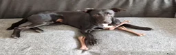 Mixed Breed dogs for stud: Collie x whippet - Advert 1