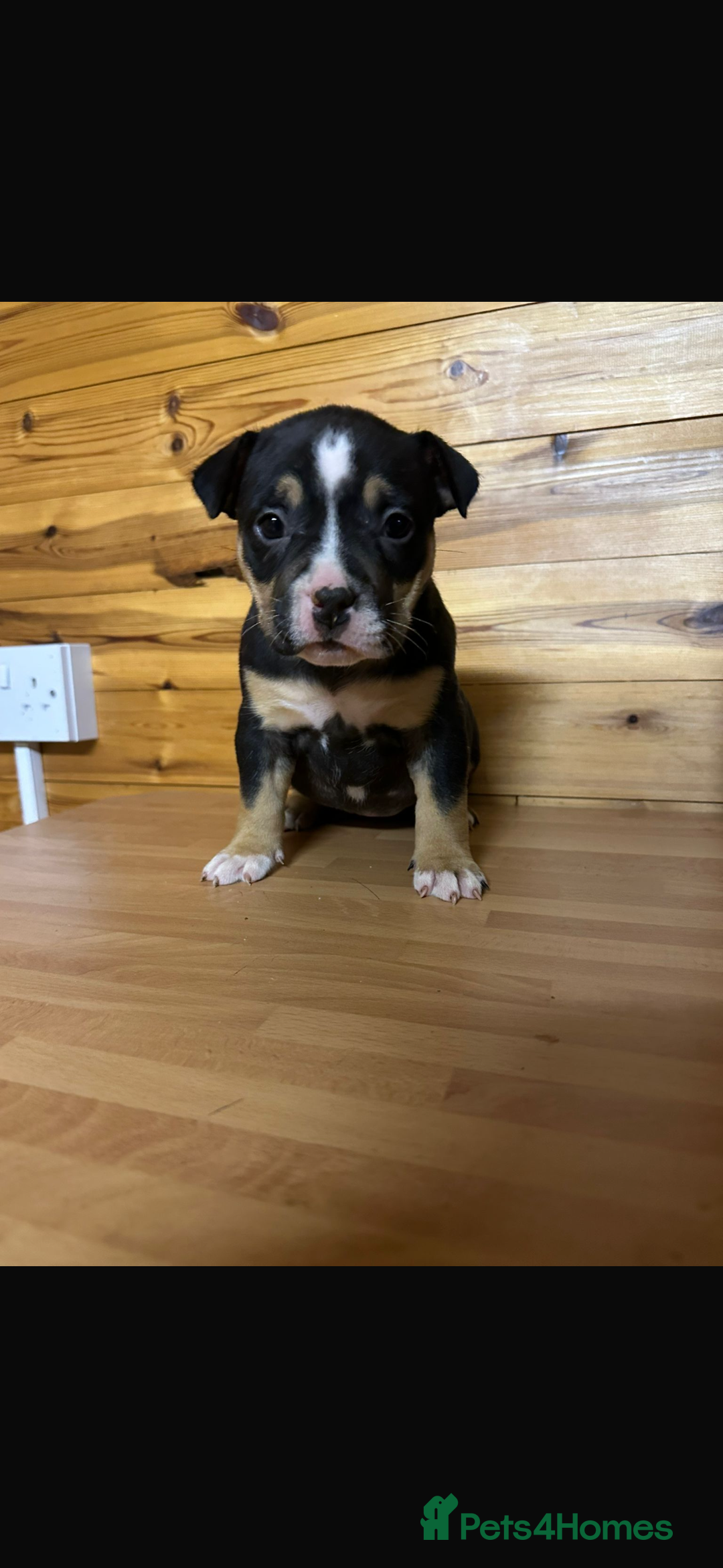 American Bully dogs for sale: Pocket BULLYS  - Advert 12