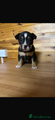 American Bully Puppy 8