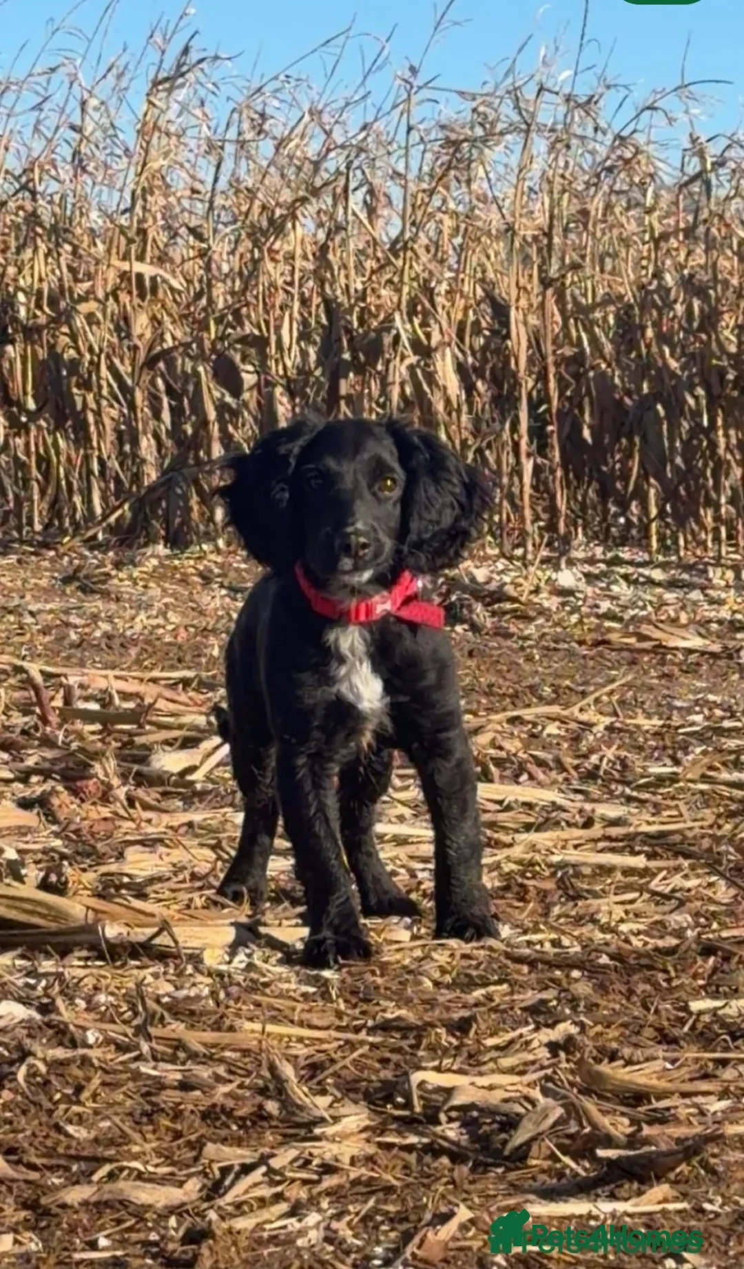 Cockapoo dogs for sale: Cockapoo, 8 month in Farnborough - Advert 2