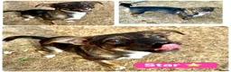Mixed Breed dogs for adoption: Star 18mths for adoption in Fareham - Advert 4