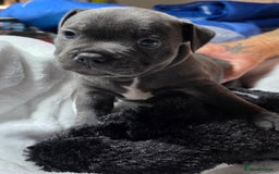 Staffordshire Bull Terrier dogs for sale: Purebred Blue English Staffordshire Bull Terriers - Image 3