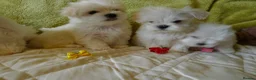 Maltese dogs for sale: KC MALTESE Puppies Males and Female in Bristol - Advert 14