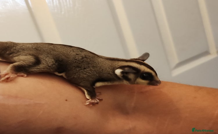 Sugar Glider rodents - Advert 3