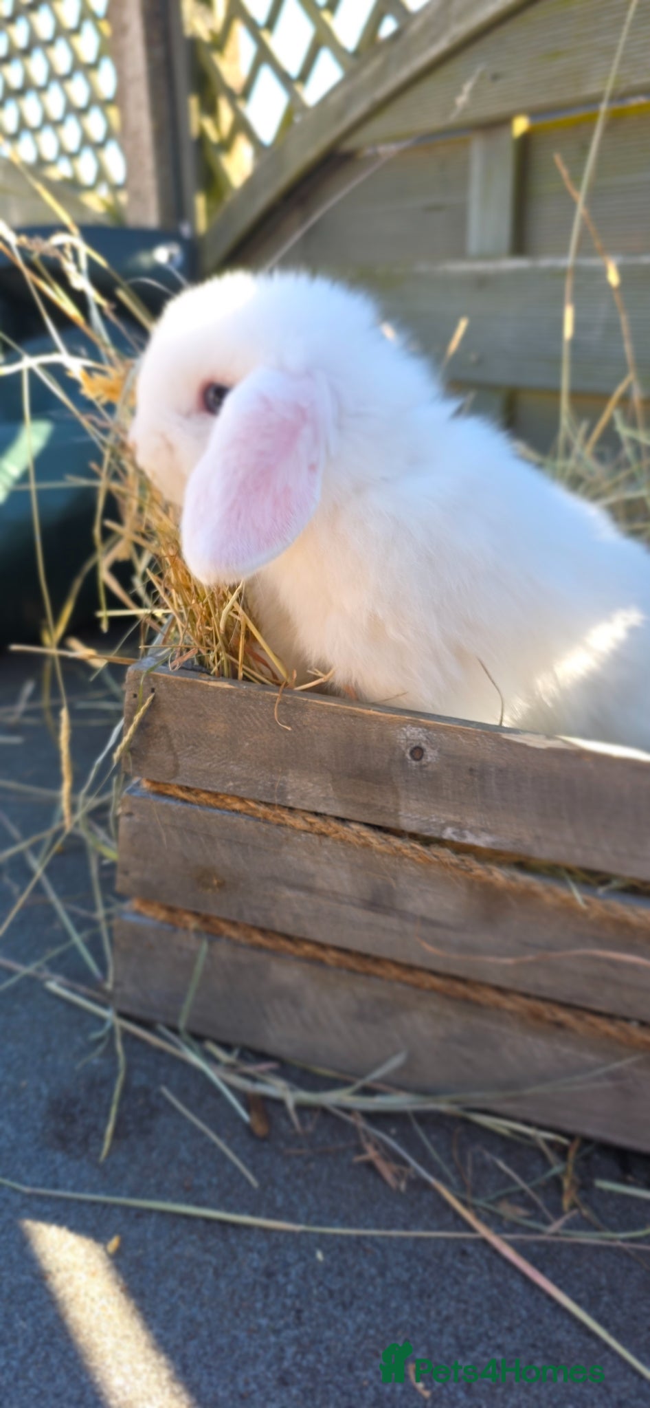 Mini Lop rabbits Minilop Babies  - Advert 2